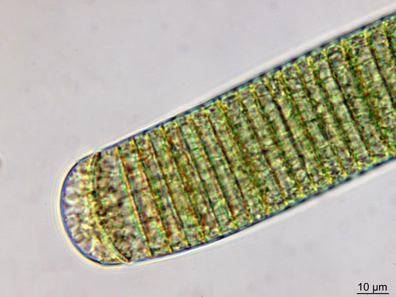 Oscillatoria princeps Vaucher ex Gomont 1892 #50882