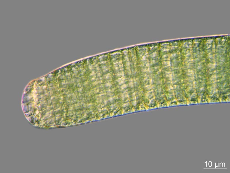 Oscillatoria princeps Vaucher ex Gomont 1892 #50883