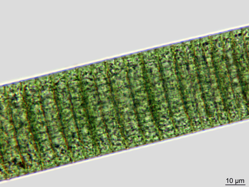 Oscillatoria princeps Vaucher ex Gomont 1892 #50880
