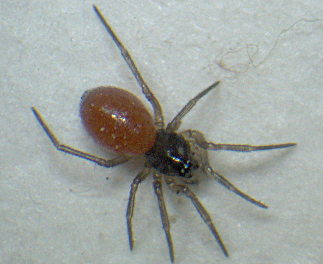 Ostearius melanopygius (O. P.-Cambridge) - Linyphiidae #2473