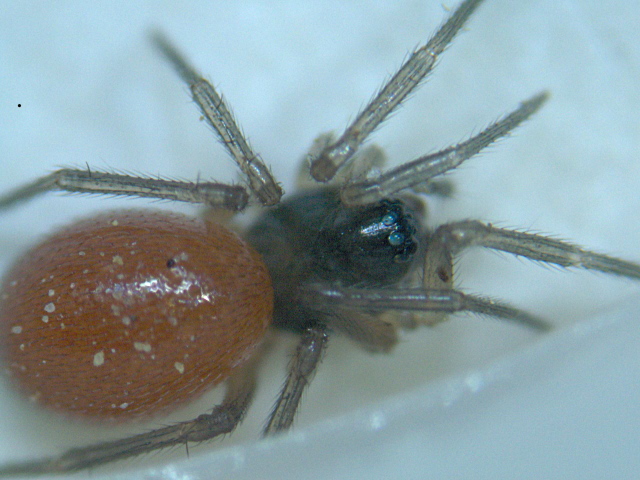 Ostearius melanopygius (O. P.-Cambridge) - Linyphiidae #2475