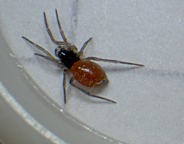 Ostearius melanopygius (O. P.-Cambridge) - Linyphiidae #2474