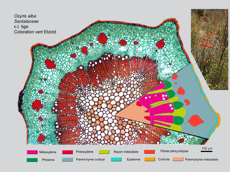 Osyris alba, histologie #17738
