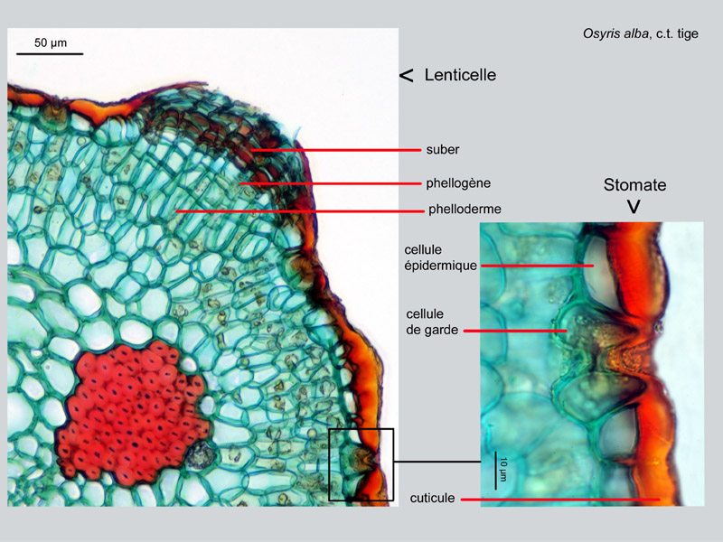 Osyris alba, histologie #17739