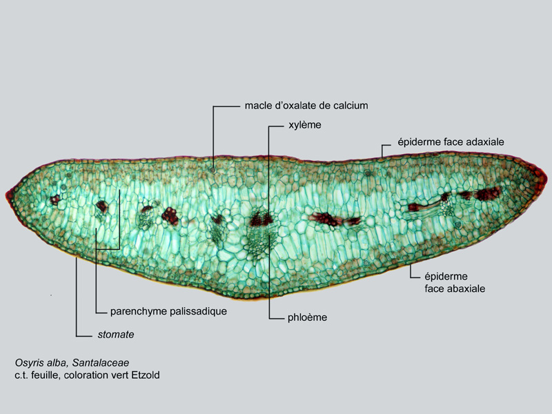 Osyris alba, histologie #17740