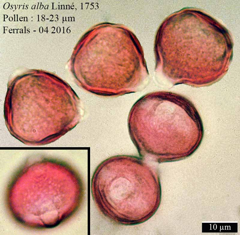 Osyris alba Linné, 1753 #45040