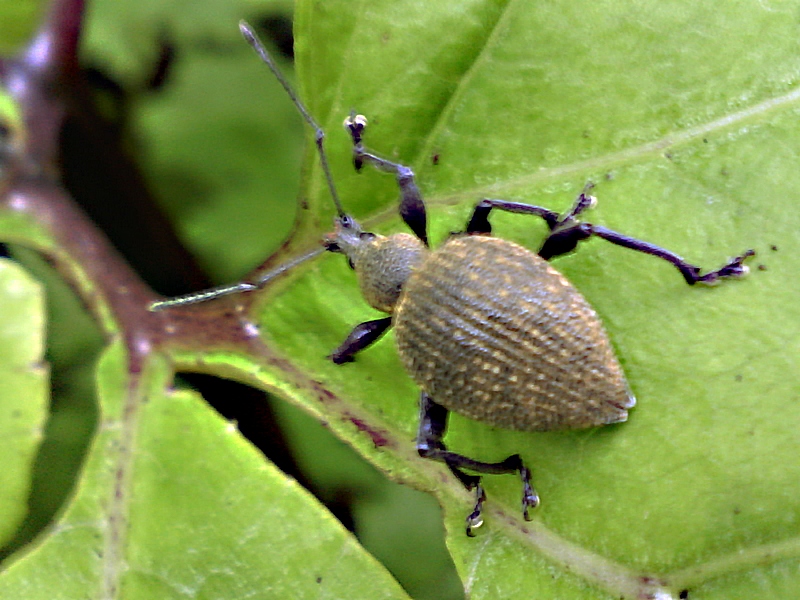 Otiorhynchus armadillo #28250