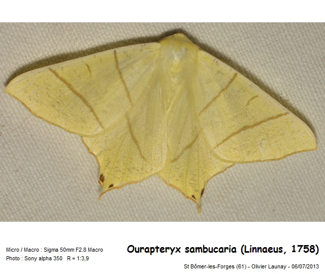 Ourapteryx sambucaria (Linnaeus, 1758) - Phalène du sureau #43591