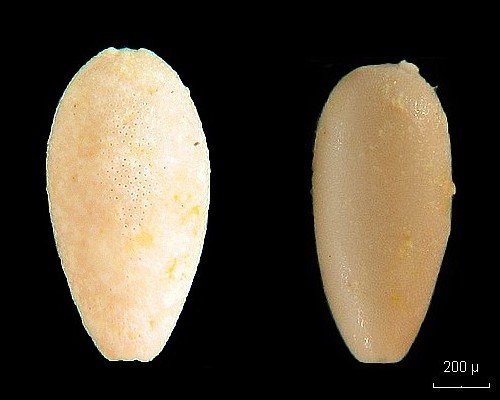 Ovulites margaritula (Algues vertes fossiles) #8042
