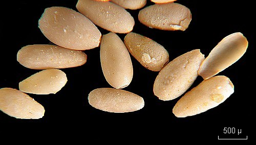 Ovulites margaritula (Algues vertes fossiles) #8041
