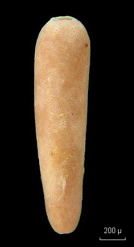 Ovulites margaritula (Algues vertes fossiles) #8043