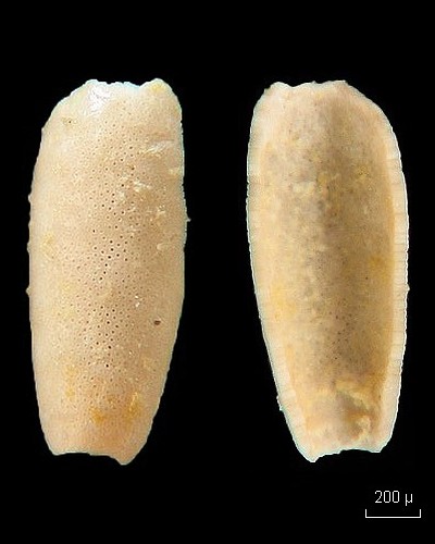 Ovulites margaritula (Algues vertes fossiles) #8044