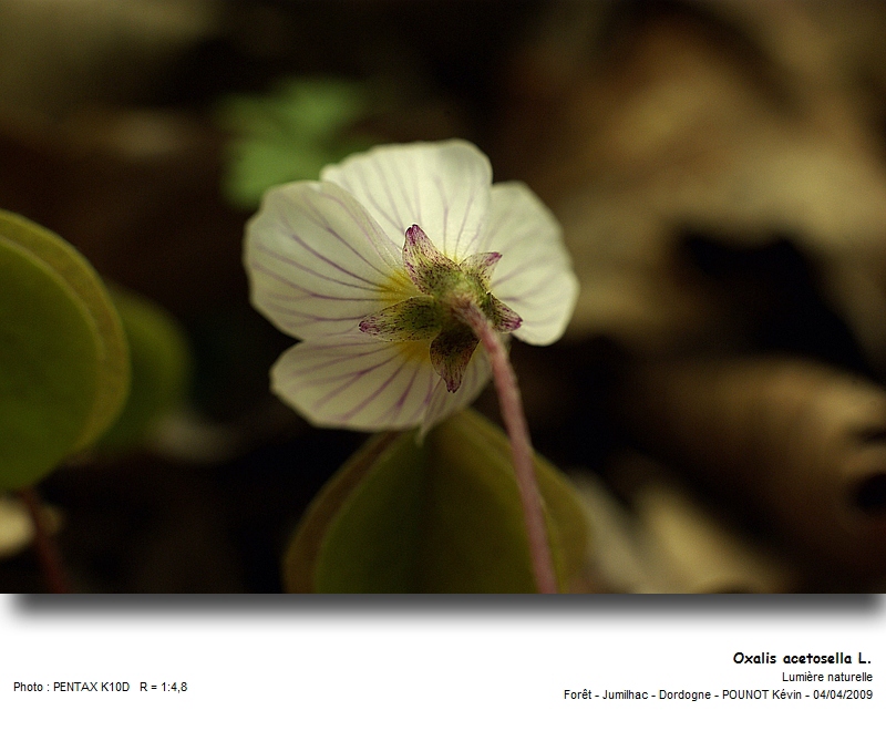 Oxalis acetosella L. #21417