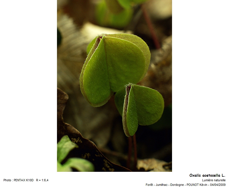 Oxalis acetosella L. #21418