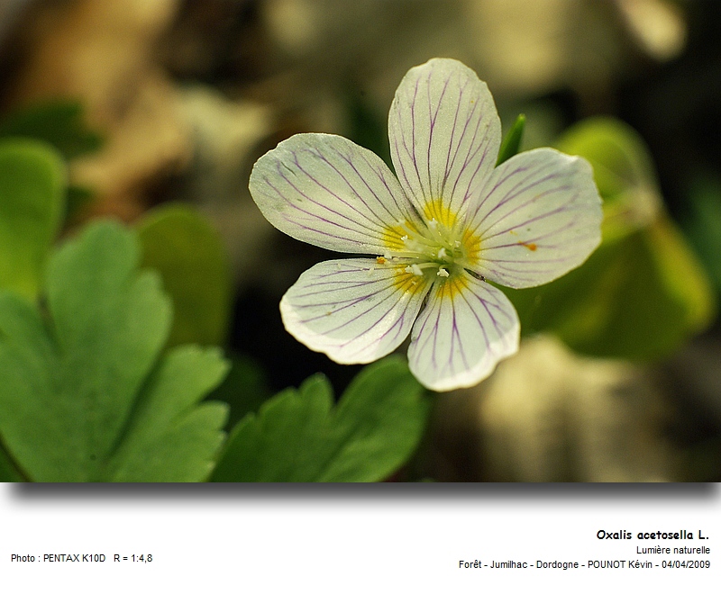 Oxalis acetosella L. #21416