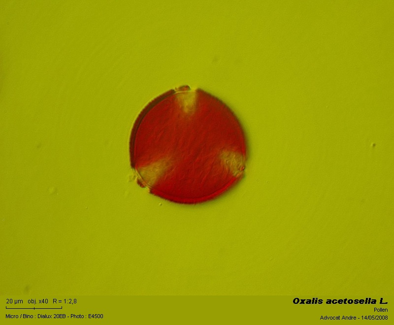 Oxalis acetosella L.   (Surelle) #3877