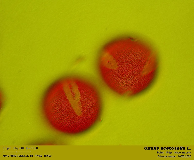 Oxalis acetosella L.   (Surelle) #3876