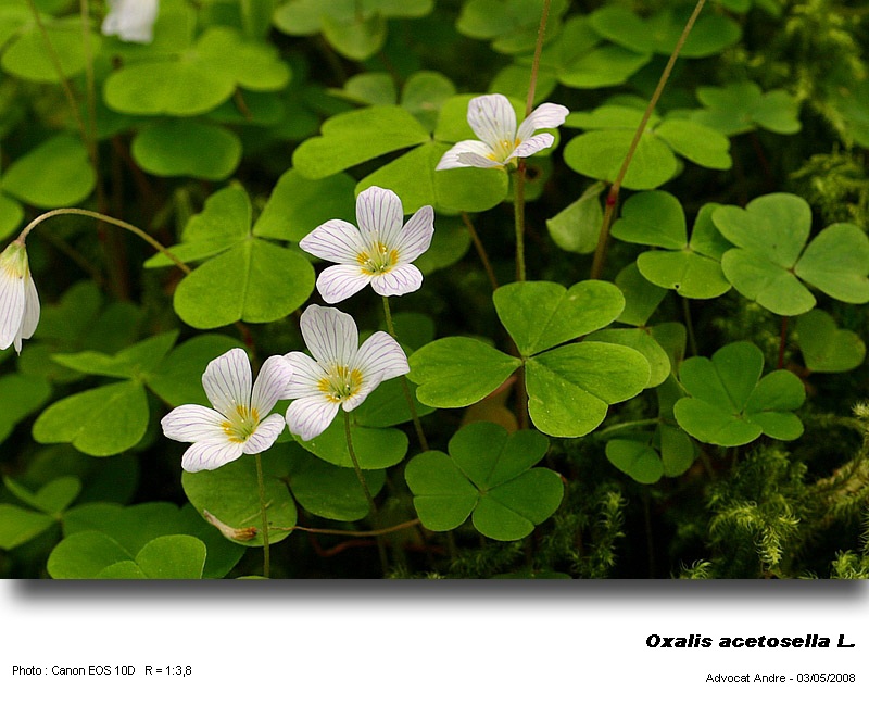 Oxalis acetosella L.   (Surelle) #3874