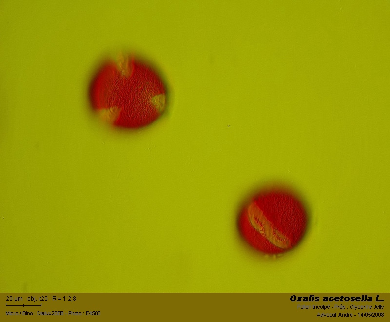Oxalis acetosella L.   (Surelle) #3875
