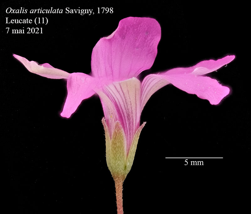 Oxalis articulata #66633