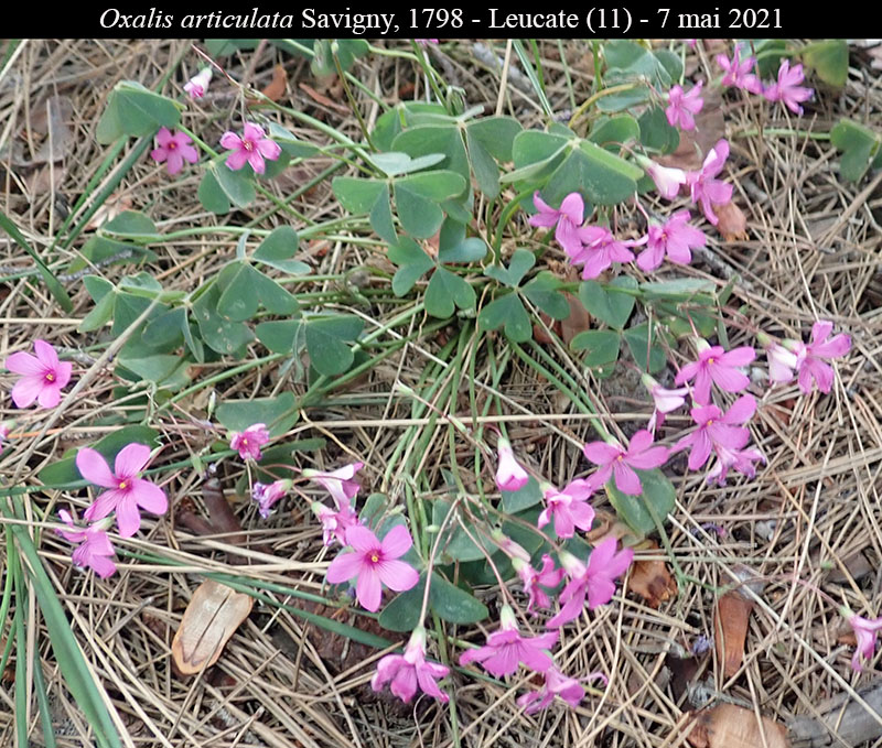 Oxalis articulata #66629