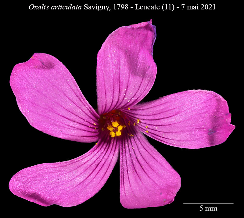 Oxalis articulata #66632