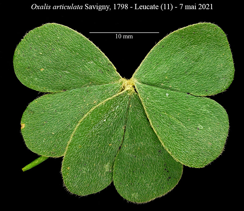 Oxalis articulata #66630