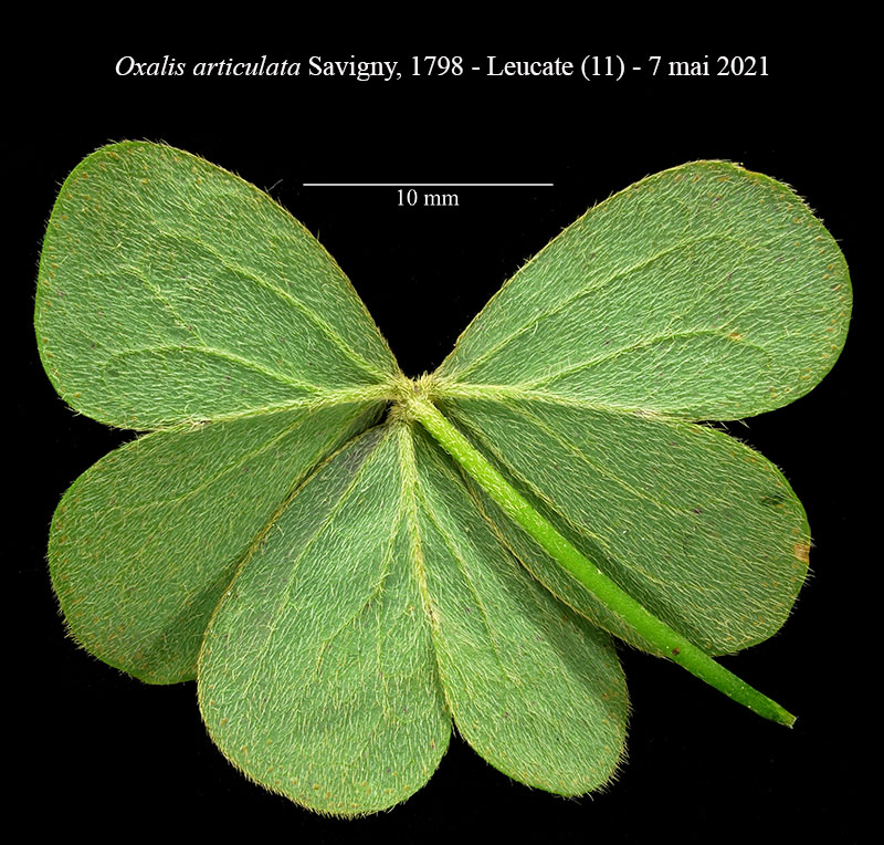 Oxalis articulata #66631