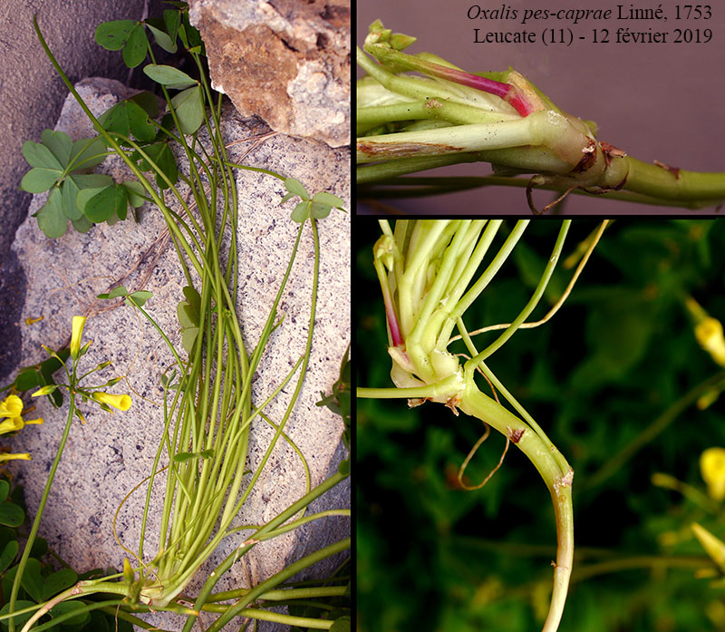 Oxalis pes-caprae #58203