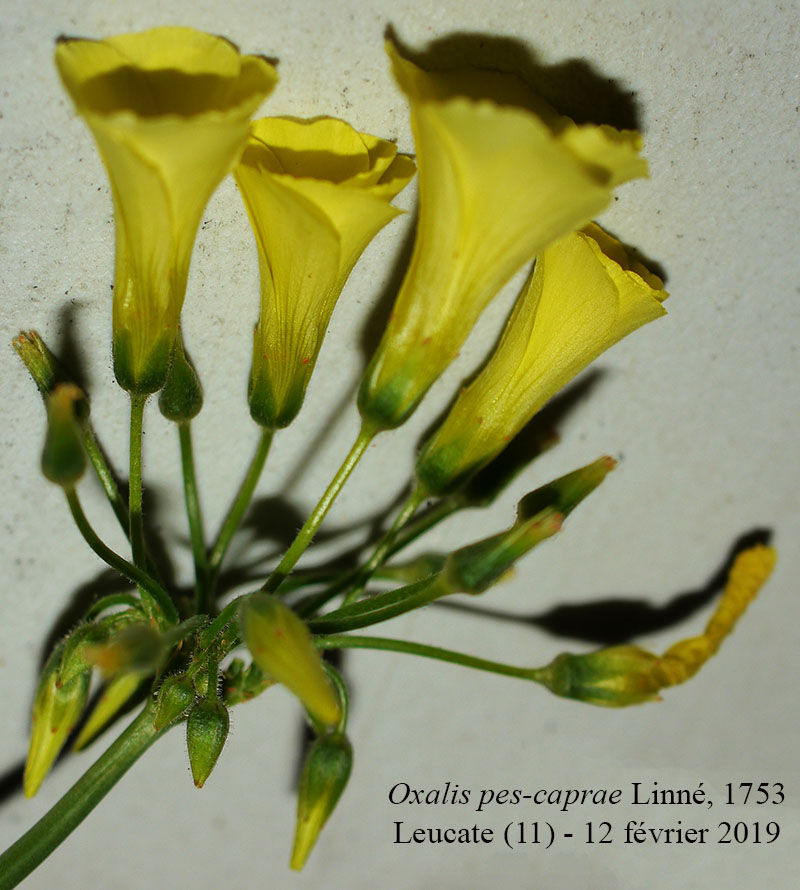 Oxalis pes-caprae #58206