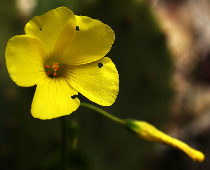 Oxalis pes-caprae #58205