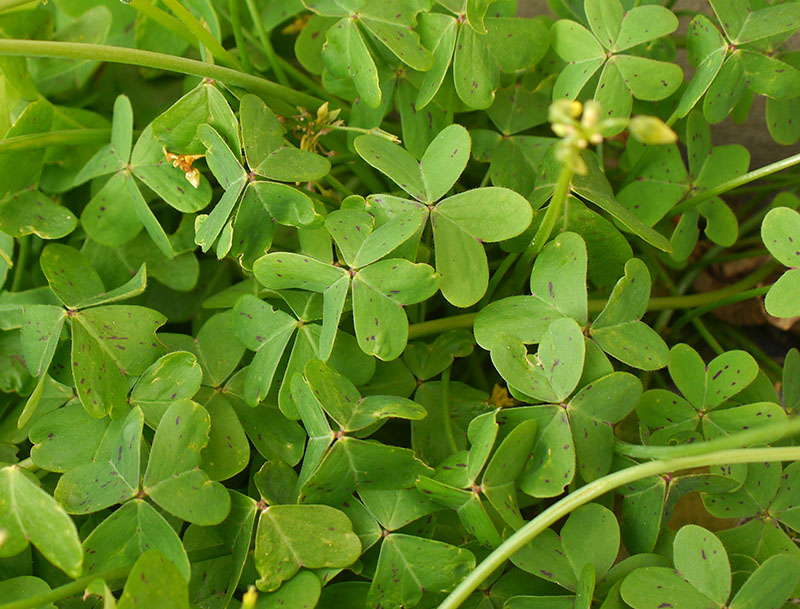 Oxalis pes-caprae #58201