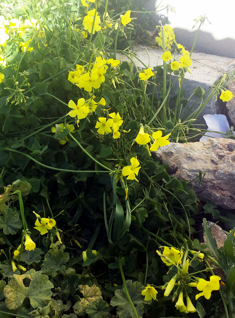 Oxalis pes-caprae #58200