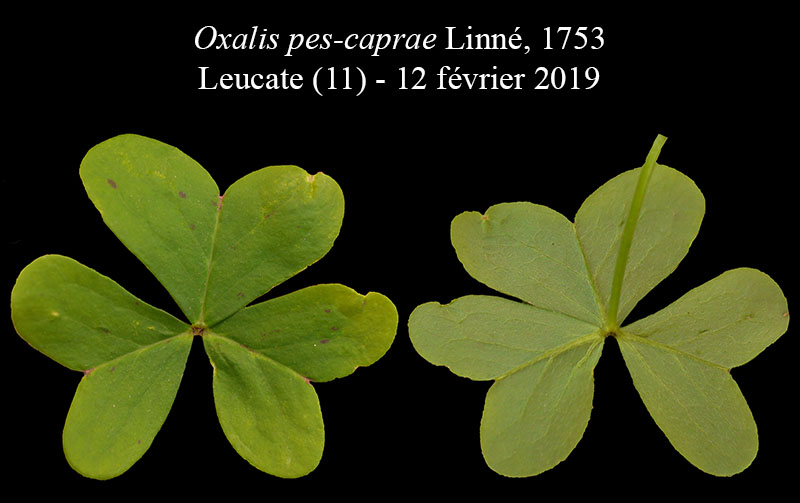 Oxalis pes-caprae #58202