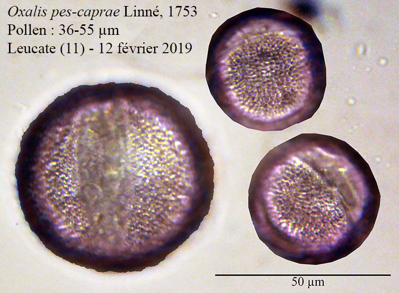 Oxalis pes-caprae #58210