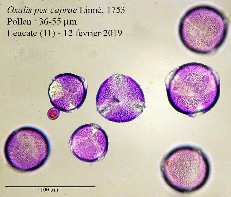 Oxalis pes-caprae #58208