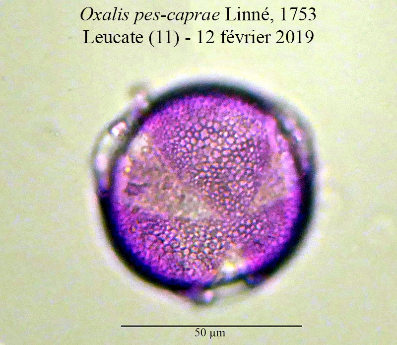 Oxalis pes-caprae #58209