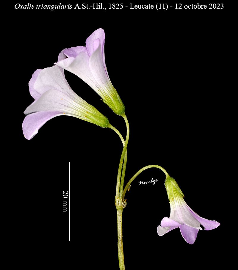 Oxalis triangularis #76922