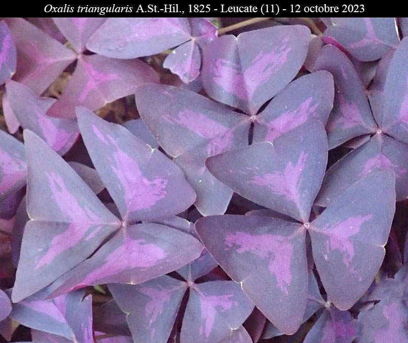 Oxalis triangularis #76920