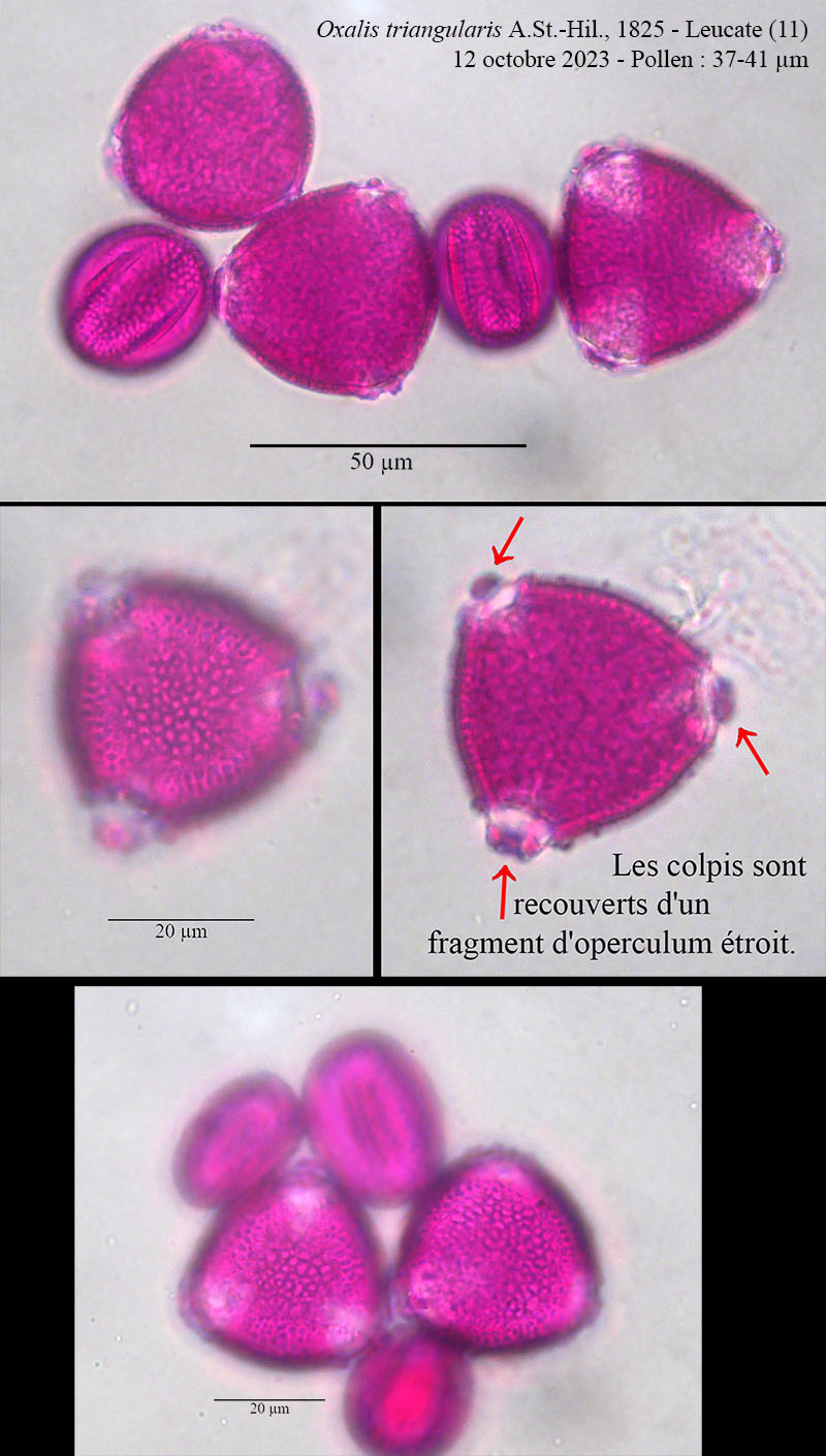 Oxalis triangularis #76927