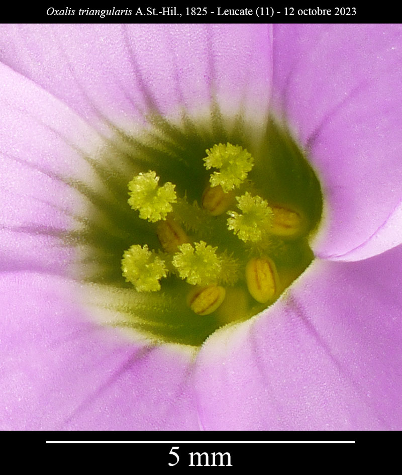Oxalis triangularis #76924
