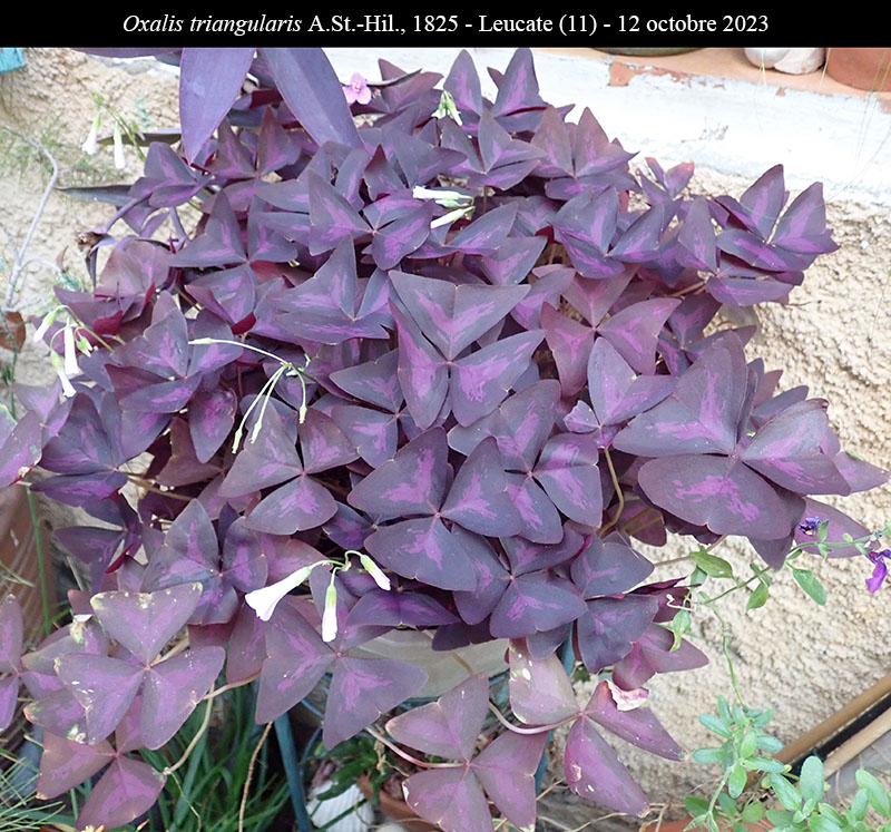 Oxalis triangularis #76919