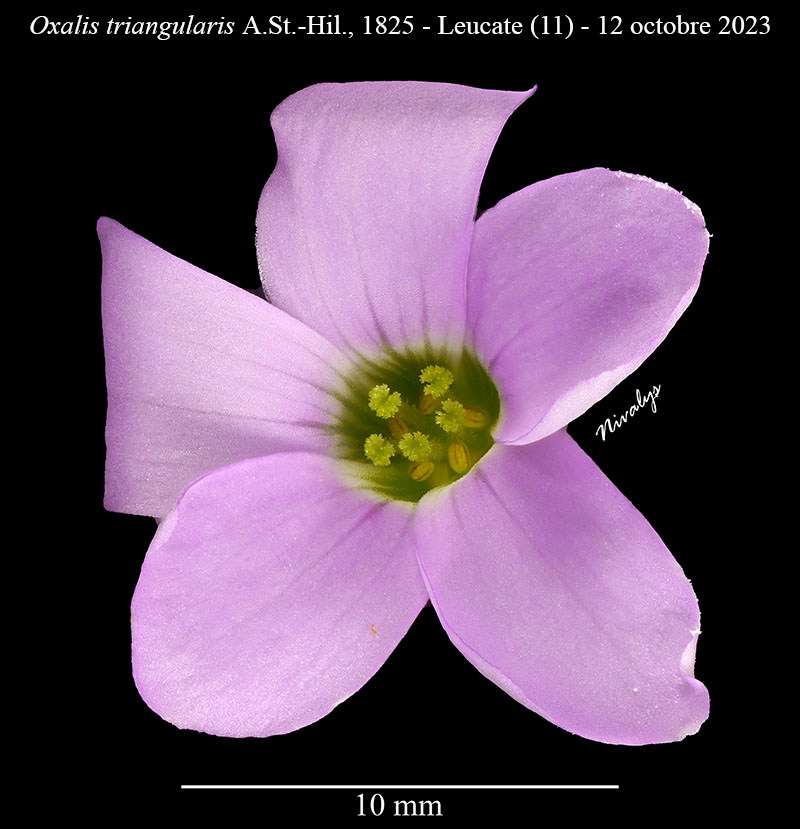 Oxalis triangularis #76923
