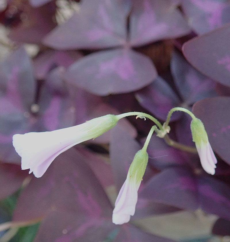 Oxalis triangularis #76921
