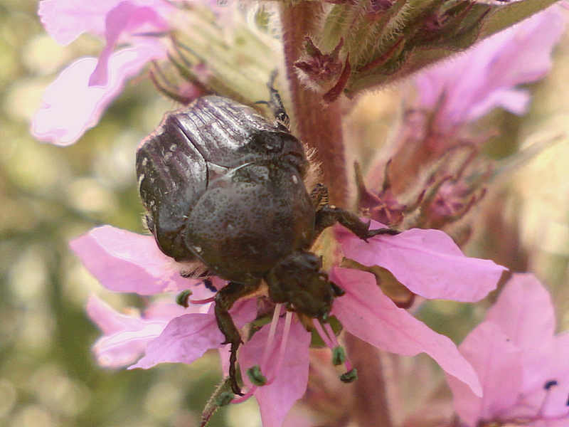 Oxythyrea funesta #34804