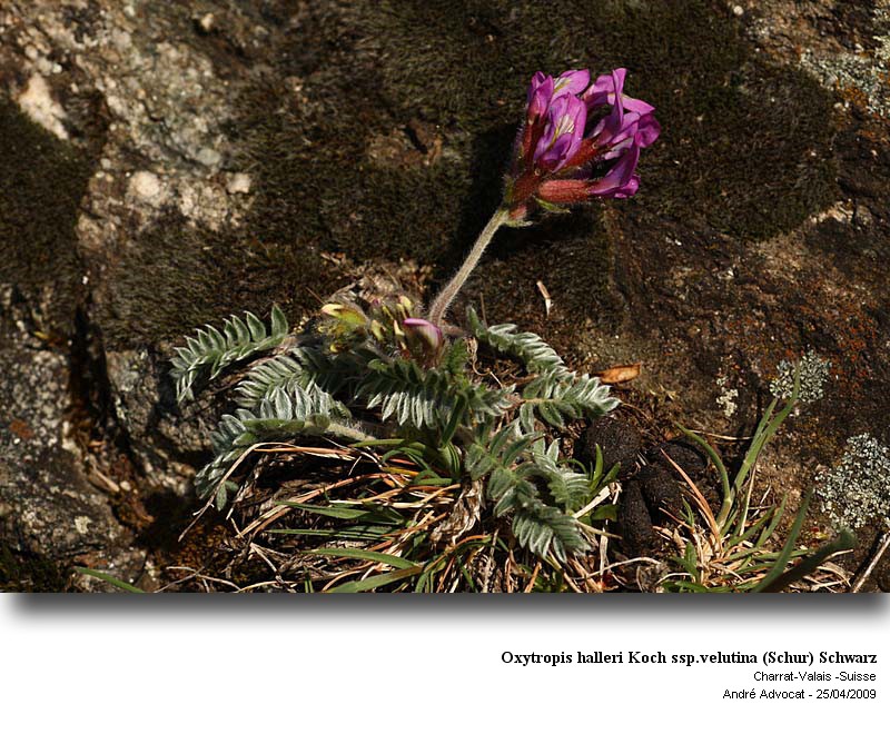 Oxytropis halleri Koch ssp.velutina (Schur) Schwarz #70120
