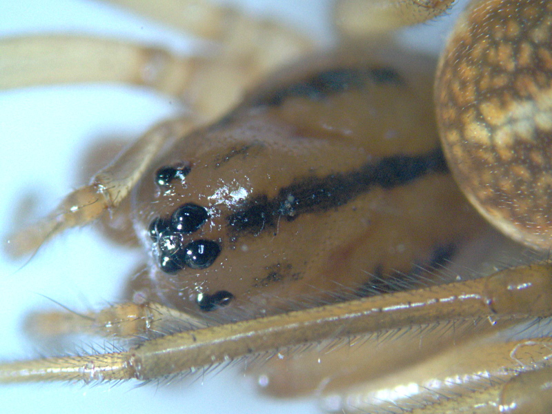 Pachygnatha clercki (Sundevall) - Tetragnathidae #6711
