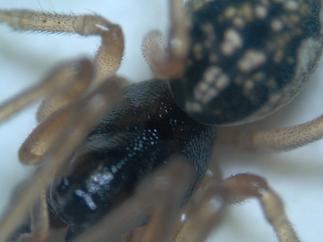 Pachygnatha degeeri (Sundevall) - Tetragnathidae #4939
