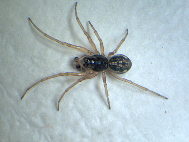 Pachygnatha degeeri (Sundevall) - Tetragnathidae #4938