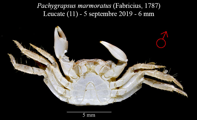 Pachygrapsus marmoratus #60908